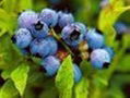 IQF wild blueberry(sales25 at lgberry