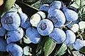 Blueberry Anthocyanin(sales25 at lgberry