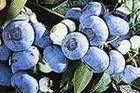 Blueberry Anthocyanin(sales25 at lgberry