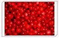 Lingonberry Extract(sales25 at lgberry dot com dot cn)