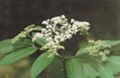 Elderberry Extract(sales25 at lgberry