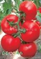 以色列進口大紅番茄種子