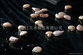 button shape pearl  1