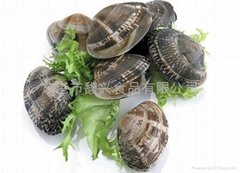 Frozen Boiled Short Necked Clam Meat