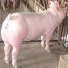 王銀強全年低價對外出售優質二元母豬