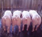 王鵬豬場面向全國銷售良種二元母豬 2