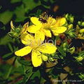 St. John’s Wort P.E.