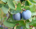 Bilberry Extract 1