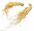 Panax Ginseng Extract