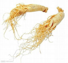 Panax Ginseng Extract 