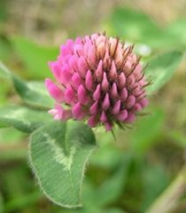 Red Clover Extract Isoflavone