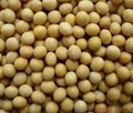 Natural Soybean Isoflavones