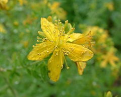 St John's Wort Extract