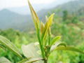 Green Tea Extract 1