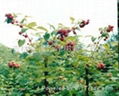 美国红宝石树莓 3