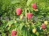 美国红宝石树莓 4