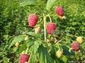 雙季樹莓英國大果型的秋福