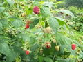 双季树莓英国大果型的秋福 2