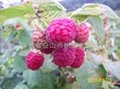 樹莓新品種-帝果 1