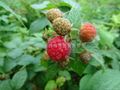 双季红树莓帝果 2