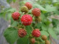 双季红树莓帝果 3