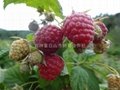 双季红树莓帝果 5