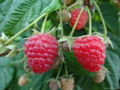 樹莓新品種-帝果 5