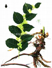 Giant Knotweed Extract Resveratrol