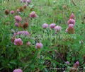 Red Clover Extract  1