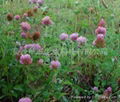 Red Clover Extract