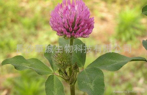 Red Clover Extract  2