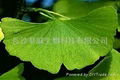 Ginkgo Biloba Extract