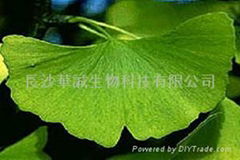 Ginkgo Biloba Extract 