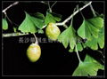 Ginkgo Biloba Extract  2