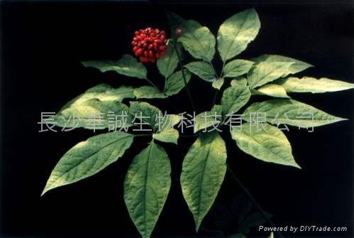Ginseng Root Extract Ginsenosides  2