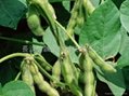 Soy bean Extract  1