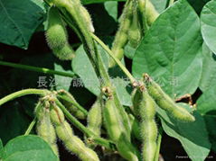 Soy bean Extract 