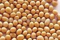 Soy bean Extract  2