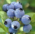 Bilberry Extract