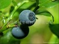 Bilberry Extract 2