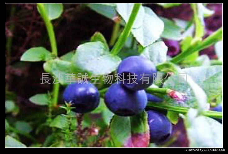 Bilberry Extract 3