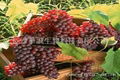 Grape seed Extract  2