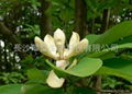 Magnolia Bark Extract  1