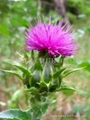 Milk Thistle Extract