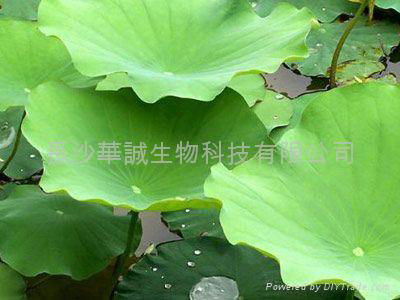 lotus leaf powder