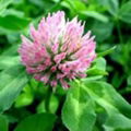 Red Clover Extract 2