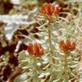 Rhodiola Rosea Extract 2