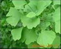 Ginkgo Biloba Leaf Extract