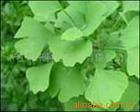 Ginkgo Biloba Leaf Extract 