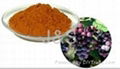 Grape seed extract